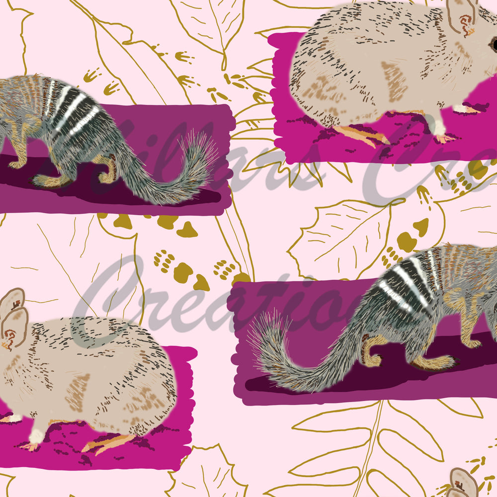 Millars Creek Dryandra Pink