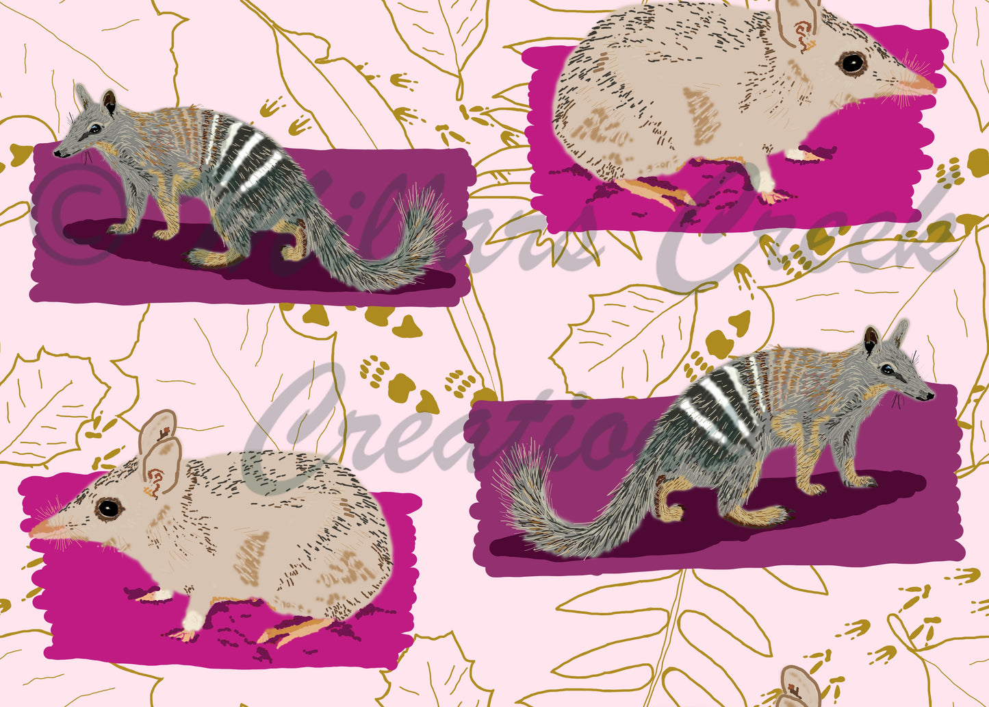 Millars Creek Dryandra Pink